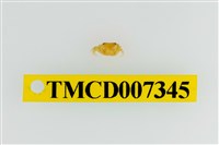 藏品(雙色澤蟹)的圖片